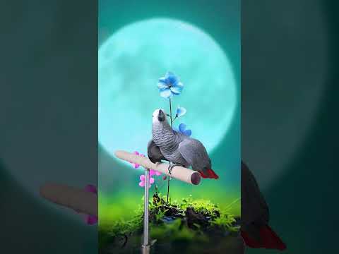하고싶은말만하는앵무새[연구대상 <strong>앵무새똘이</strong>]#shorts
