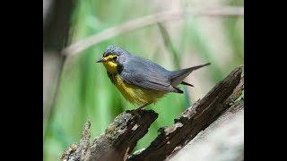Species at Risk in the Tall-grass Prairie Episode 10- Canada Warbler