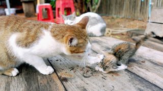 Big Cat Attack Tiny Kitten Caring Food by Manx Kitten 63 views 1 month ago 28 seconds