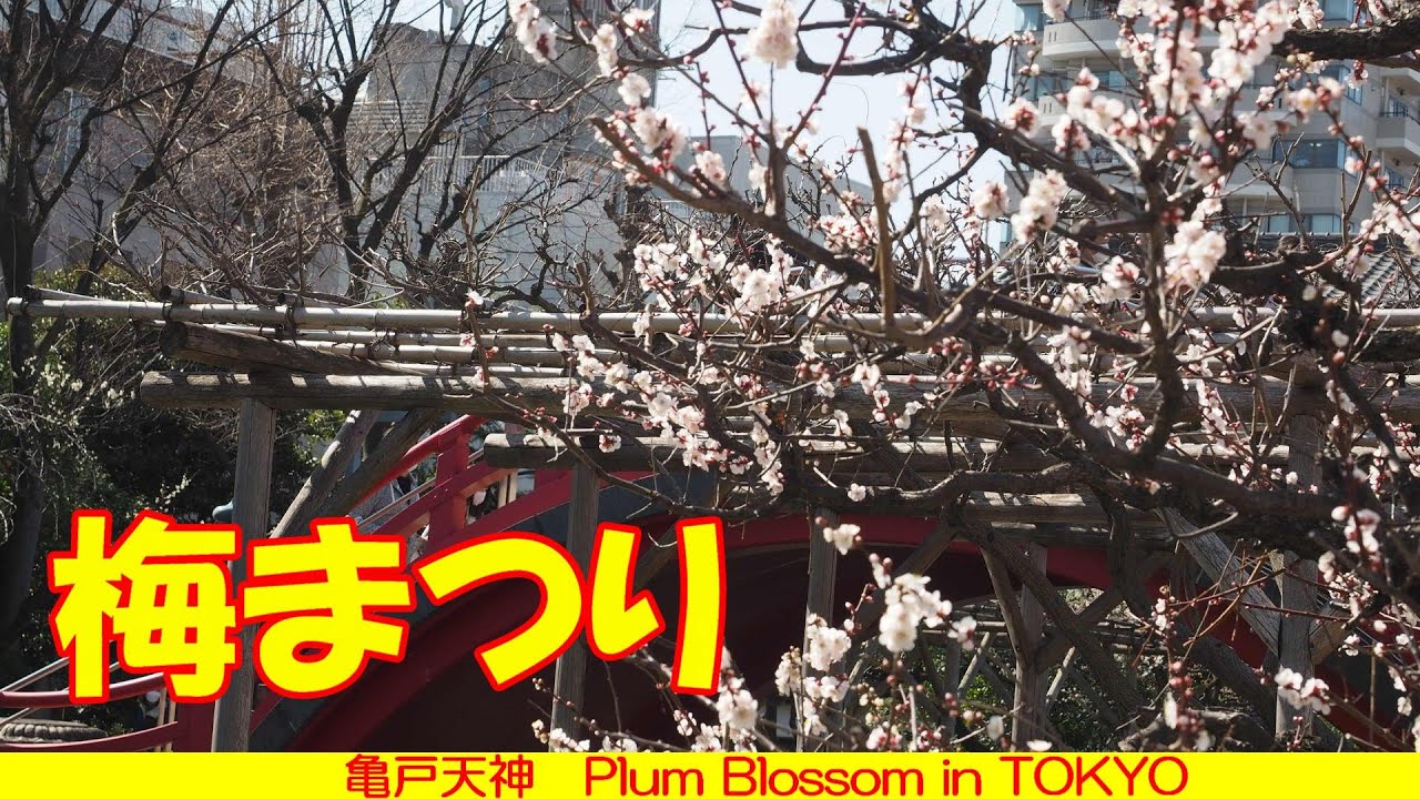 ショート動画 亀戸天神梅まつり 東京都江東区亀戸 Plum Blossom In Tokyo Akaso Brave 7 Le Shorts Youtube