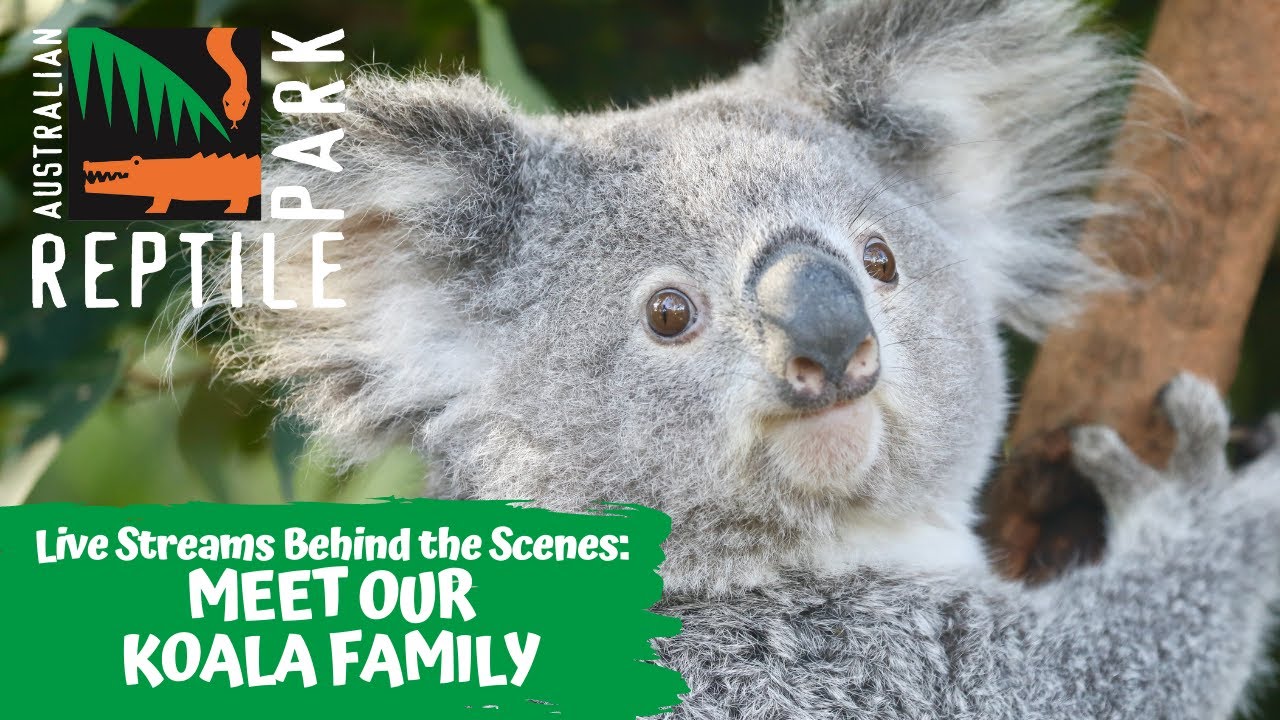 MEET OUR KOALAS! (LIVE FOOTAGE) AUSTRALIAN REPTILE PARK YouTube