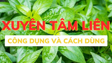 Thảo dược xuyên tâm liên là gì? Tác dụng của Xuyên tâm liên? Xuyên tâm liên giúp bổ phổi.