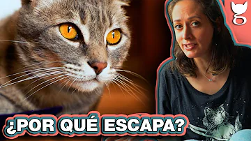 ¿Adónde van los gatos cuando desaparecen?