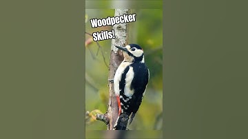Great Spotted Woodpecker