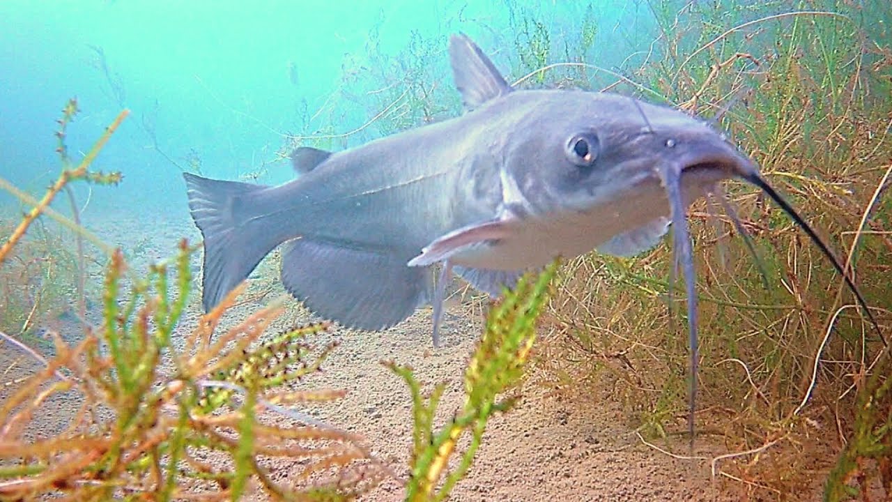 Catfishing a CRYSTAL CLEAR Urban Arizona Pond! (Underwater Catfish ...