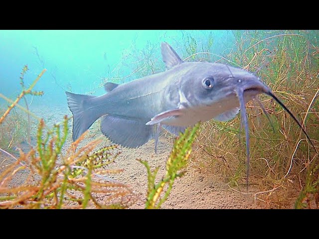 Catfishing a CRYSTAL CLEAR Urban Arizona Pond! (Underwater Catfish Footage)  