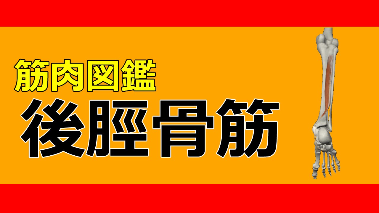 筋肉動画図鑑 筋肉動画図鑑