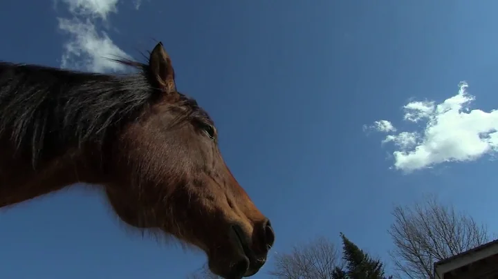 A Horse's Power - Featuring Nathalie Hubert and Ch...