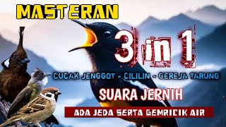 Masteran Kombinasi cucak jenggot,cililin dan gereja tarung suara JERNIH dengan gemericik air