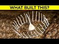 Unbelievable Bug Structures