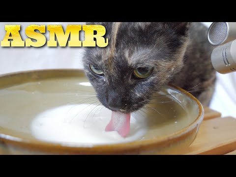 【ASMR】ミルクをハイスピードで飲み干す猫たちの咀嚼音??ASMR Cats drinking milk?