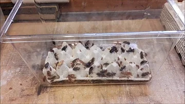 Wie schnell vermehren sich Schokoschaben?