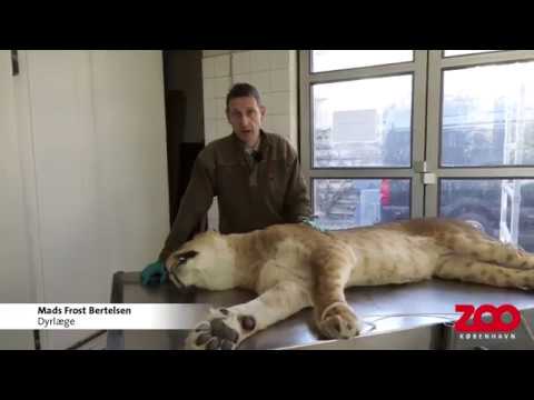 Video: Strukturen af en løveflok. Pride er en gruppe løver