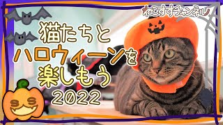 猫たちとハロウィンを楽しもう！2022　Enjoy Halloween with cats