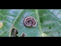 LARVA DE MARIPOSA SE ENROLLO - AMAZONIA SORPRENDENTE.