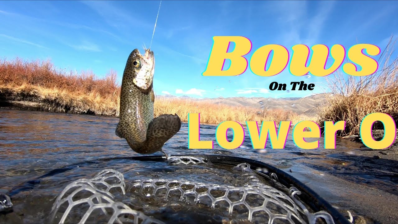 Eastern Sierra Fly Fishing Rainbows on Dry Flies & Streamers YouTube