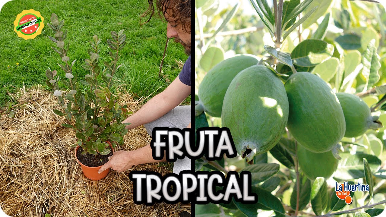 Guía De Cultivo De La Feijoa : Consejos Y Cuidados De Esta Fruta Tropical || La Huertina De Toni