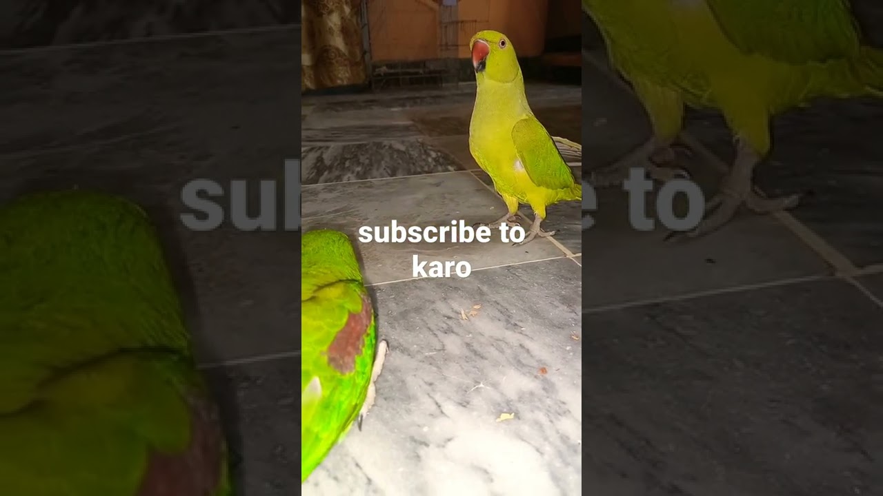 Raw parrot chicks with green ringnick parrot/Talking parrot say Mami#tutu #talkingparrot #pets#short