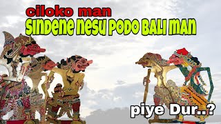 CILOKO MAN... Sindene nesu, podho mulih man.