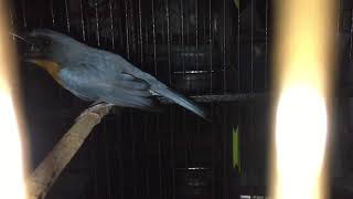 TLEDEKAN GUNUNG LOKAL MERAPI MENGGILA | cocok untuk pancing burung