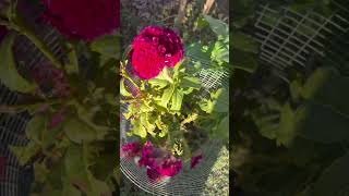 Cock’s Comb/Celosia seed collecting in Southwest garden. #seedcollecting  #garden #flowerseeds