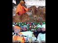 The World’s Largest Beef Exporter? The Shocking Truth. Calling cow their mother
