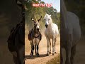 #shorts #funny #funnyprank #shortsfeed
