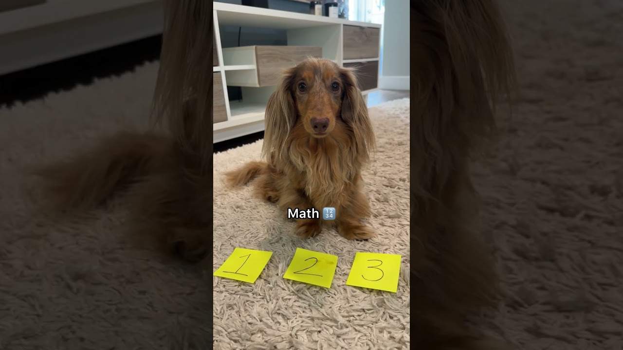 Useless but cute tricks I taught my dog 🥰 #dachshund #dogtricks #dogtrick #dogtraining