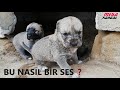 ( BUNLARIN KÖPEK OLDUĞUNA İNANMIYORUM)  BABA GÜRÜN VE YAĞMURUN YAVRULARI