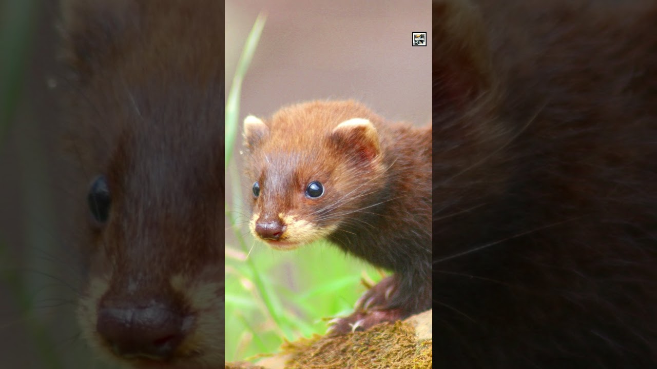 Quick Mink Facts - Millions Slaughtered for COATS - Animal a Day 