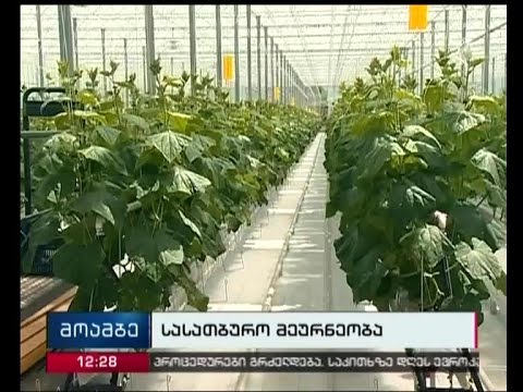 ახალი სასათბურე მეურნეობა სამტრედიაში