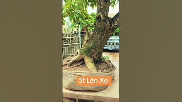 Siêu To Khổng Lồ... Lộc Vừng Hoa Đỏ #sanvuondep #bonsaitihon #bonsai