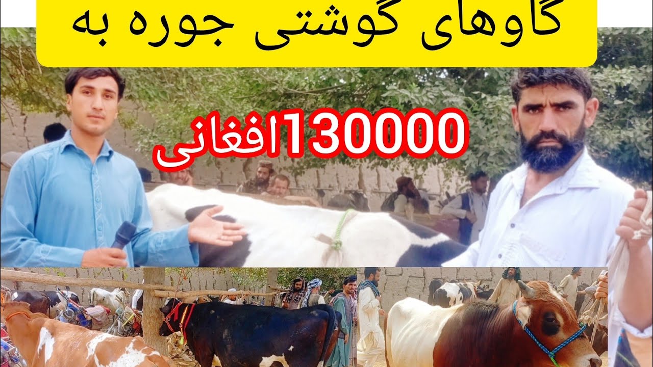 قیمت گاو های گوشتی شیری ونگهداشت در شهر ملاقلی