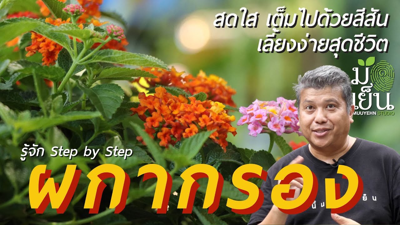 ผกากรอง สดใส เต็มไปด้วยสีสัน เลี้ยงง่ายสุดชีวิต Lantana camara