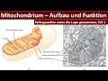 Mitochondrium/ Mitochondrien - Aufbau und Funktion [Zellorganellen, Teil 1] - [Biologie, Oberstufe]