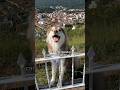 ¿Será que lograremos cansarla algún día? Bueno eso lo veremos en esta serie 🤭 #husky #perros