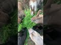 Hungry Bunny’s eating carrot tops! #rabbit #bunny #cute #farming #animals #nature #shorts #trending