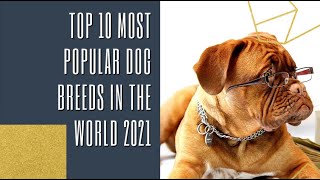 TOP 10 MOST POPULAR Dog breeds in 2021