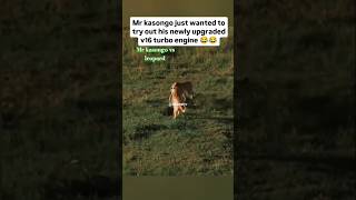 Famous Mr kasongo vs leopard wait till end ππ€―π₯ respect for Mr kasongo #shots Net Worth