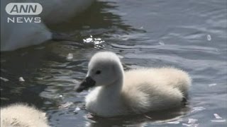 コブハクチョウのヒナ元気に湖泳ぐ　山梨・山中湖（12/05/27）