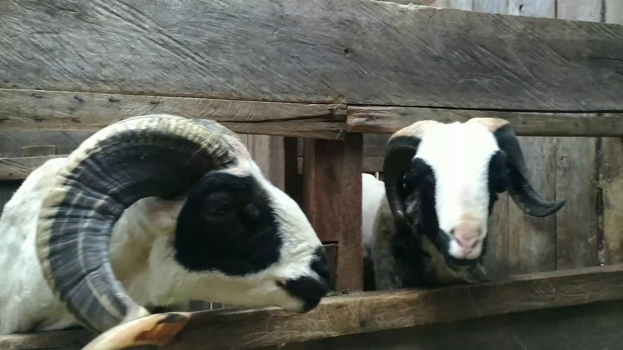 Indukan domba garut super dari Vim Video Channel YouTube Indukan domba garut super dari Vim Video Channel YouTube