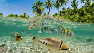 [NEW] 12HR Stunning 4K Underwater footage Rare & Colorful Sea Life Video  Relaxing Sleep Music #14