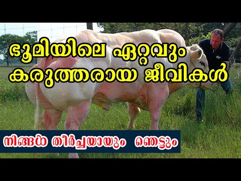 ലോകത്തിലെ ഏറ്റവും ശക്തി കൂടിയ 10  മൃഗങ്ങൾ | Strongest Animals in the World