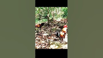 bẩy gà rừng dùng trống kẹp mái cuối mùa:phần4# Tiếng gà rừng#tiếng gà rừng rặc#tiếng gà rừng rặc gáy