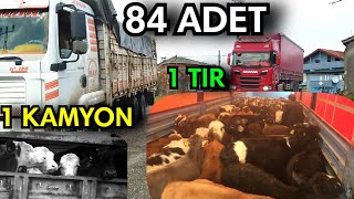 Kaç Tl Satıldı ? 84 Adet Büyükbaş 1200 Km Yol Gidecekler