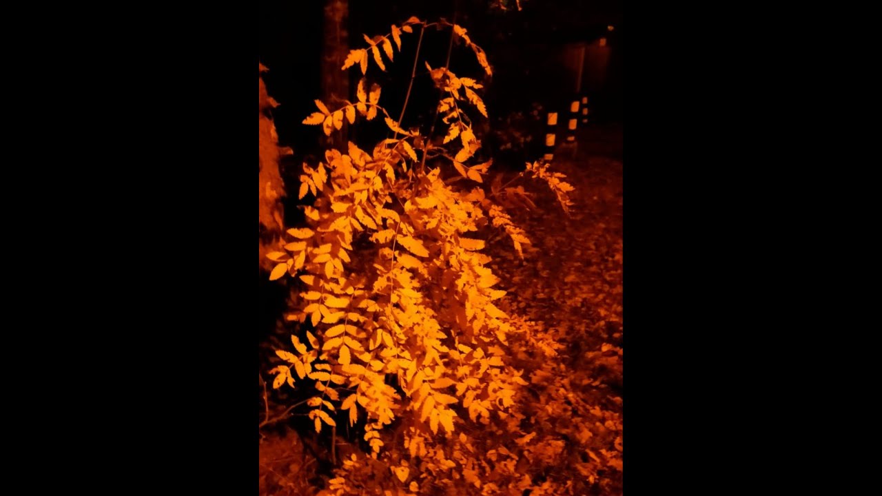 Осенняя ночь - YouTube