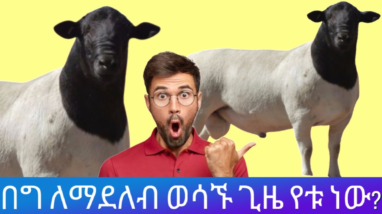 ምን ያዋጣል?|ለበግ ማደለብ ወሳኙ ጊዜ የቱ ነው?