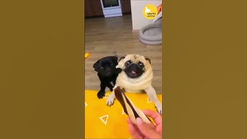 Epic Battle   #shorts