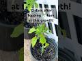 Chili Plants After 12 Days (Crazy Growth!)