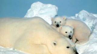 Raekwon ft. Ghostface Killah & Suga Bang Bang- Cold Outside (Polar bears tribute)